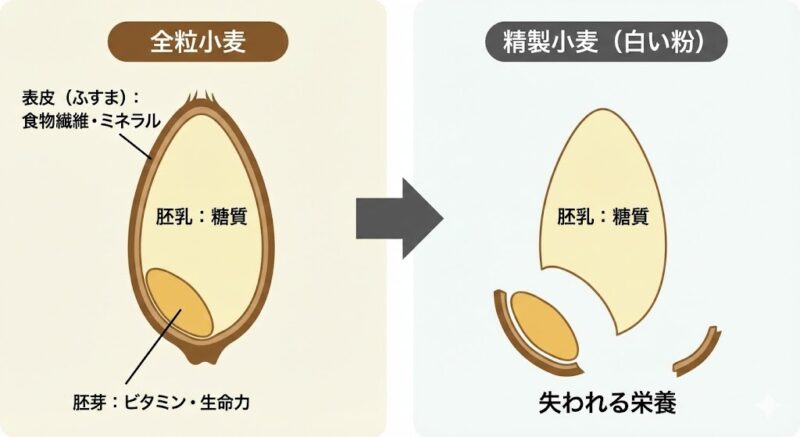 小麦の精製プロセス図解。左の全粒小麦から、表皮と胚芽（食物繊維・ミネラル・ビタミン）が取り除かれ、右の精製小麦（白い粉、胚乳：糖質のみ）になることで栄養が失われる仕組みを示すイラスト