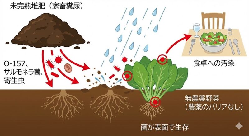 動物性堆肥に含まれるO-157や寄生虫が土壌を経由して無農薬野菜に付着し、食卓へ届くまでの汚染リスク経路図