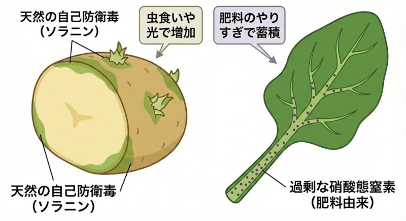 外敵から身を守るために野菜が生成する天然毒や、肥料のやりすぎで葉に蓄積する硝酸態窒素の模式図