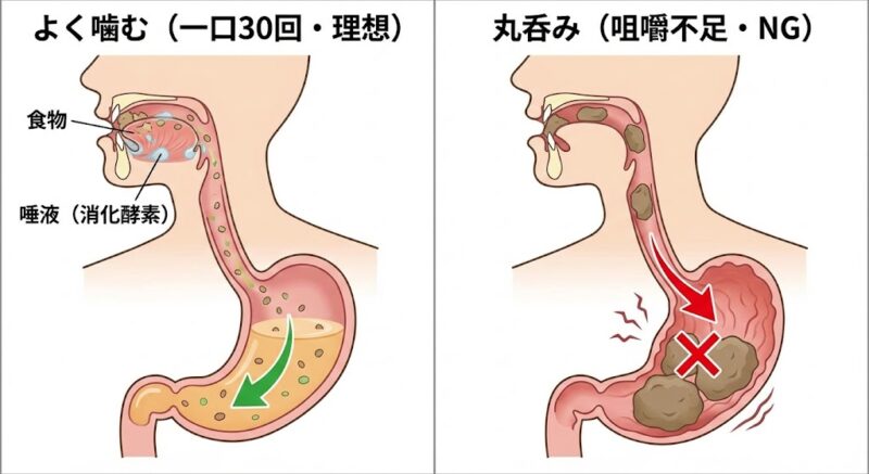 咀嚼による唾液分泌と消化の仕組み、および噛まずに食べた際の胃腸への負担を示す図解