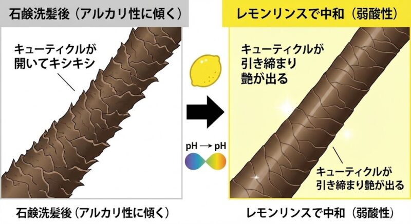石鹸で開いた髪のキューティクルが、弱酸性のレモンリンスによって引き締まる仕組みの図解