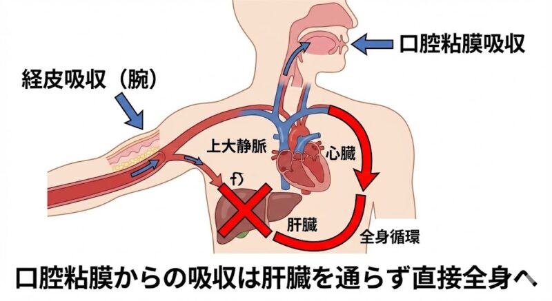 腕からの経皮吸収と口の中からの経口吸収の経路比較図。口腔粘膜から吸収された物質が肝臓を介さず直接全身の血流に乗る仕組みを解説