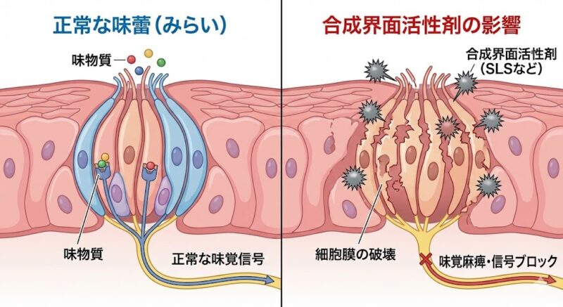 正常な味蕾（みらい）と、合成界面活性剤（SLS）の影響を受けた味蕾の断面比較図。正常な状態では味物質が受容体に結合し信号が送られるが、界面活性剤によって細胞膜が破壊され、味覚信号がブロックされる様子を図解