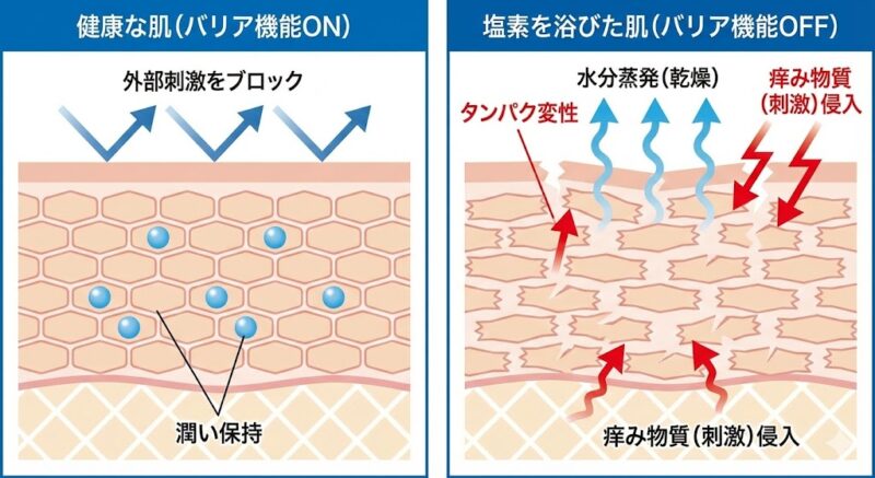 健康な肌のバリア機能と、塩素によってタンパク変性を起こし水分が蒸発して外部刺激が侵入する肌の比較図解