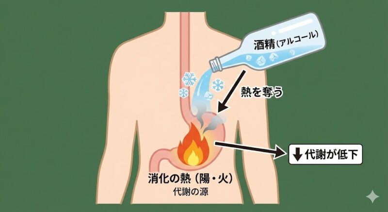 酒精(アルコール)が消化器官の熱を奪い、代謝と免疫力を低下させる陰陽のバランス図解