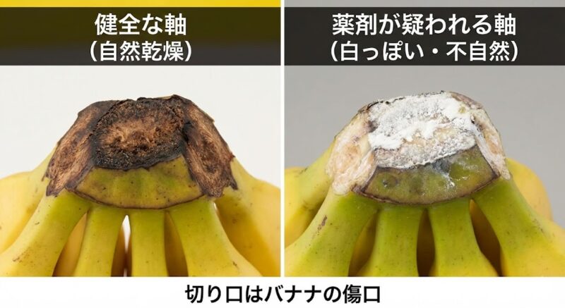 バナナの軸（茎の切り口）の比較写真。左側は防カビ剤の影響で白く粉を吹き、湿っている状態。右側は薬剤処理がなく、自然に乾燥して黒ずんでいる状態。