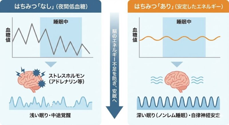 寝る前のはちみつ摂取が夜間の血糖値を安定させ、ストレスホルモンを抑制して深い眠り（ノンレム睡眠）を導くメカニズムを比較した図解