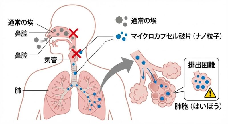 呼吸器系における微粒子の到達範囲図解。通常の埃は鼻や気管で止まるが、マイクロカプセルの破片は肺の最深部である肺胞まで到達し、排出困難であることを示す