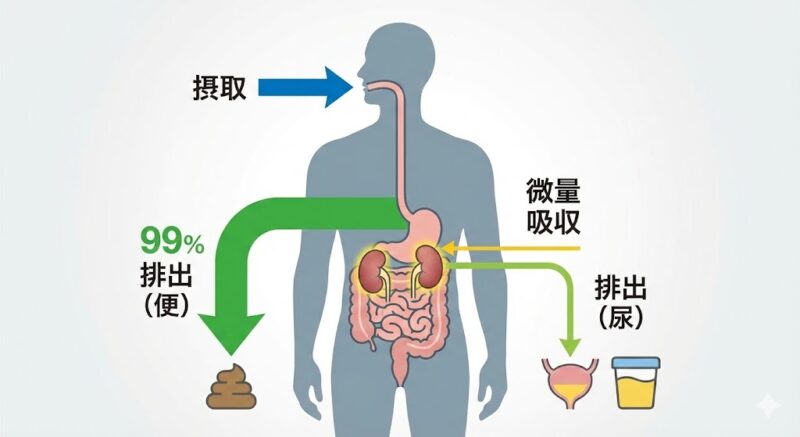 アルミニウムが体内で吸収されず便や尿として排出される仕組みを解説した図解