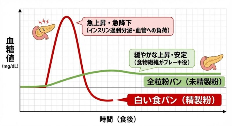 白い食パンと全粒粉パンを食べた後の血糖値変動の比較グラフ。全粒粉が身体に優しい理由を解説。