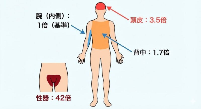 人体部位別の経皮吸収率の比較図。腕を1としたとき、頭皮は3.5倍、性器は42倍と、頭皮の吸収率が非常に高いことを示す図解