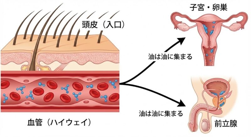 頭皮から吸収された化学物質（経皮毒）が血管を経由し、脂肪の多い子宮や前立腺に蓄積するメカニズムの図解。