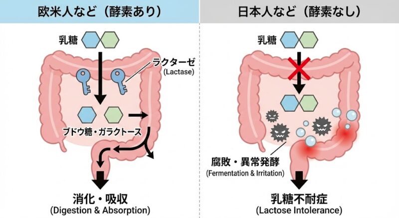 乳糖分解酵素（ラクターゼ）を持つ人と持たない日本人の腸内反応の比較図解。酵素がない場合、乳糖が腸内で腐敗・異常発酵し、炎症を引き起こす様子