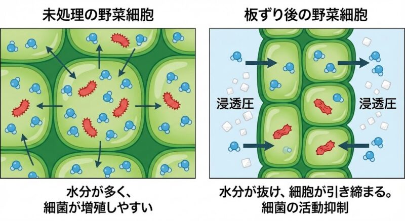 板ずりによる浸透圧の仕組み。<br><br>
野菜の細胞から余分な水分が排出され、細菌の増殖を抑える様子を描いた比較図解